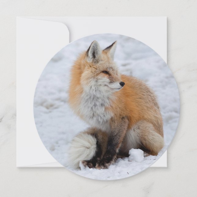 Cascade Fox in Snow Holiday Card (Front)
