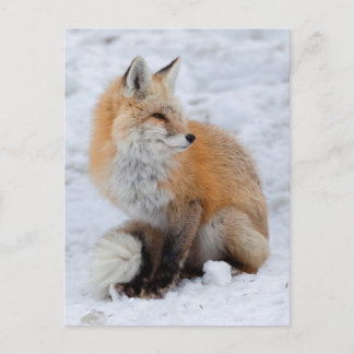 Cascade Fox in Snow Holiday Postcard