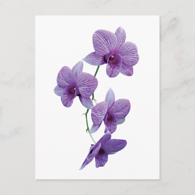 Cascade of Purple Orchids Postcard (Front)