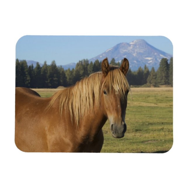 Cascade Range | Chestnut Horse Magnet (Horizontal)