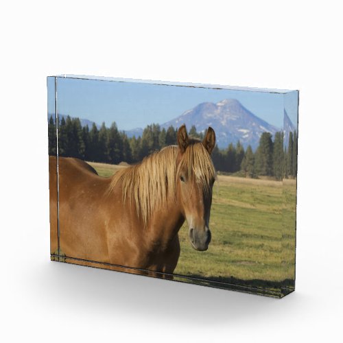 Cascade Range  Chestnut Horse Photo Block