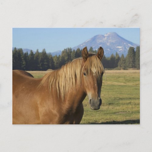 Cascade Range  Chestnut Horse Postcard
