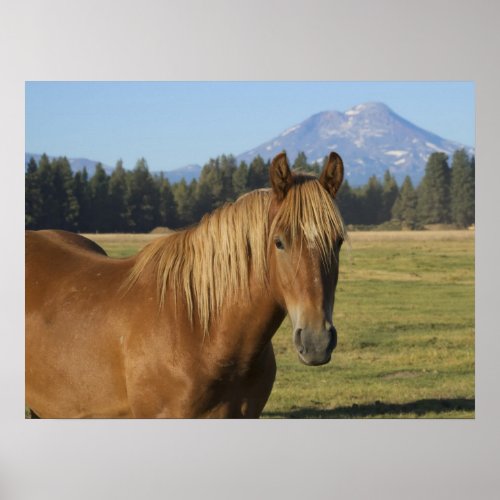 Cascade Range  Chestnut Horse Poster
