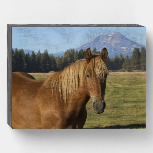 Cascade Range  Chestnut Horse Wooden Box Sign