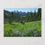 Cascade Range from Mount Rainier National Park Postcard