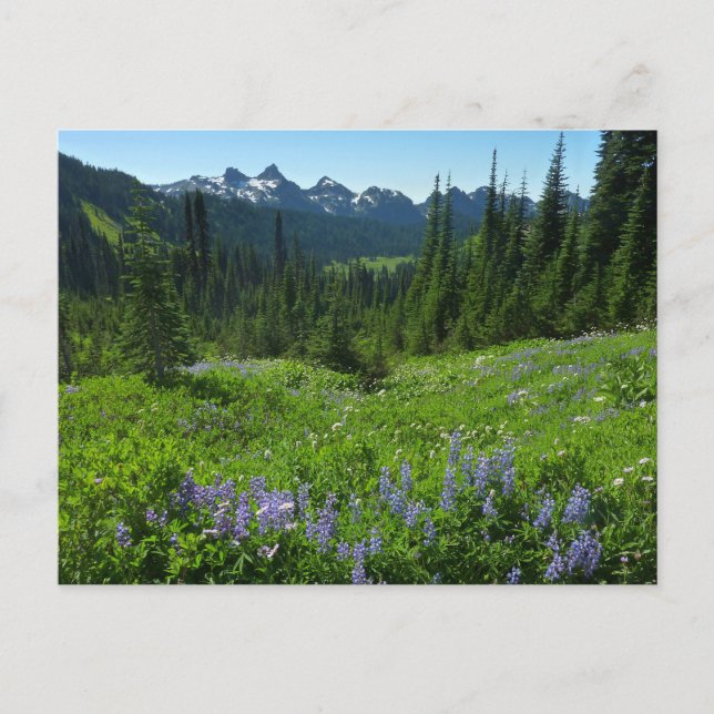 Cascade Range from Mount Rainier National Park Postcard (Front)