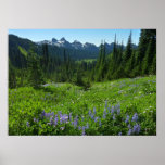 Cascade Range from Mount Rainier National Park Poster