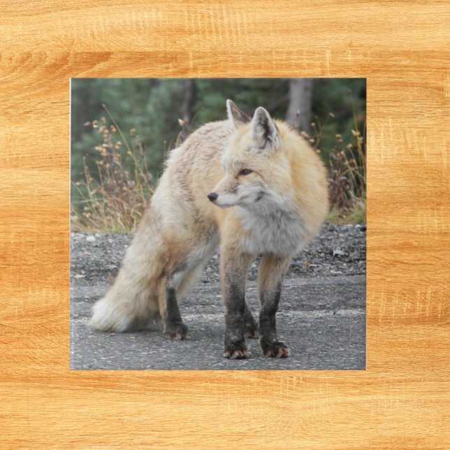 Cascade Red Fox Wildlife Photo Ceramic Tile (In Situ)
