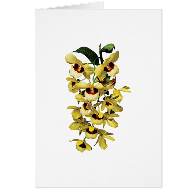 Cascade Yellow Orchids Cards (Front)