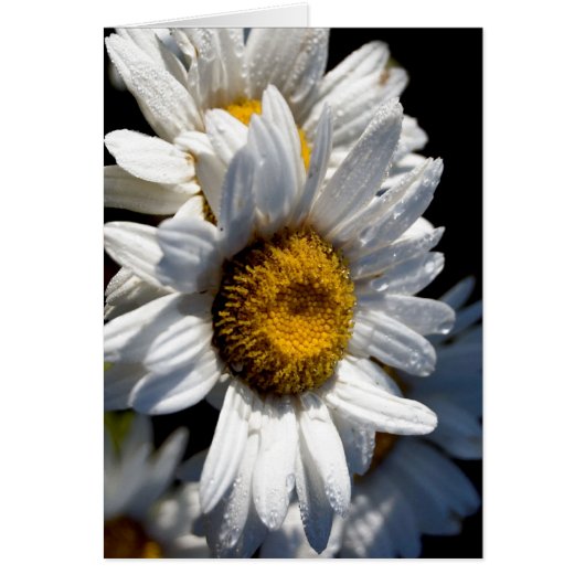 Cascading Daisy Cards (Front)