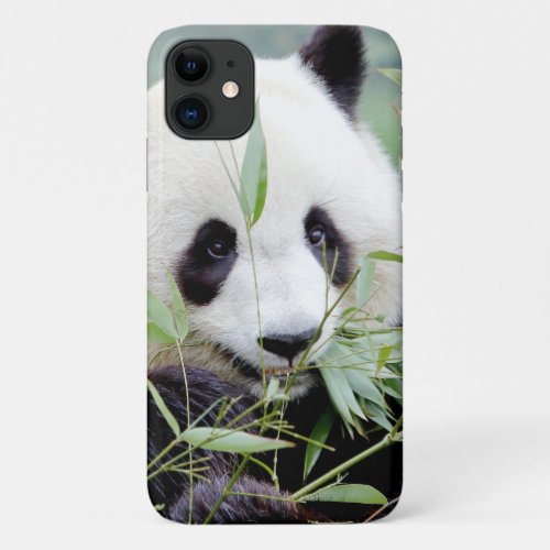 Case Photo giant panda panda geant  animals