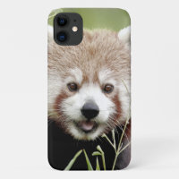 Case Photo red panda, panda roux , animals.