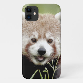 Case Photo red panda, panda roux , animals.