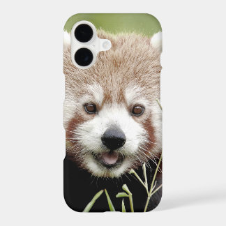 Case Photo red panda, panda roux , animals.