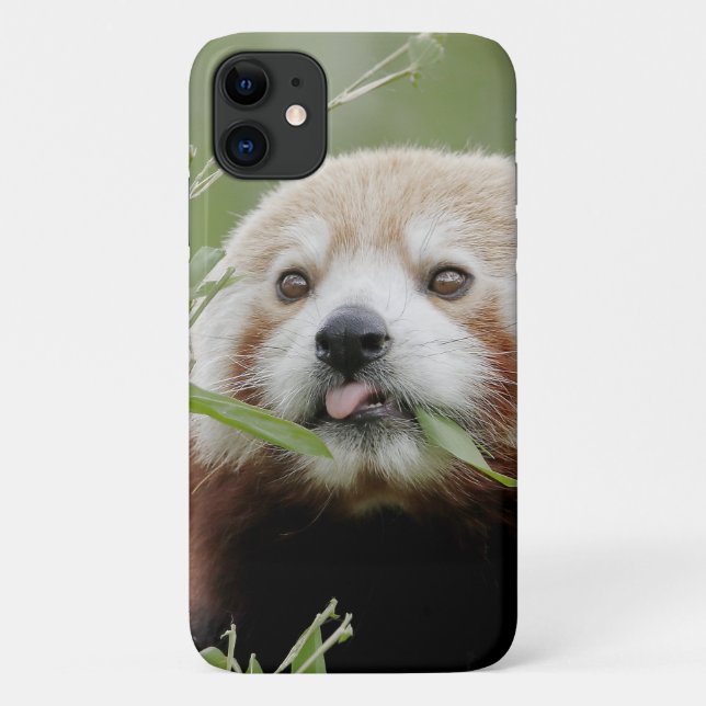Case Photo red panda, panda roux , animals. (Back)