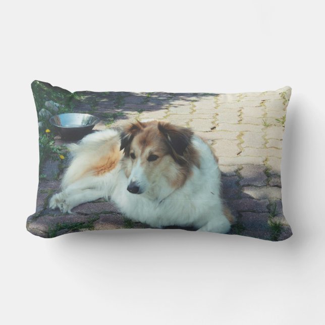 Casey collie lumbar pillow (Front)