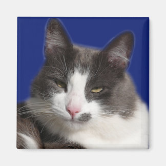 Casey White Grey Cat Magnet