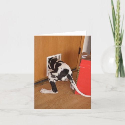 Cash Trapped Harleguin Great Dane Puppy card