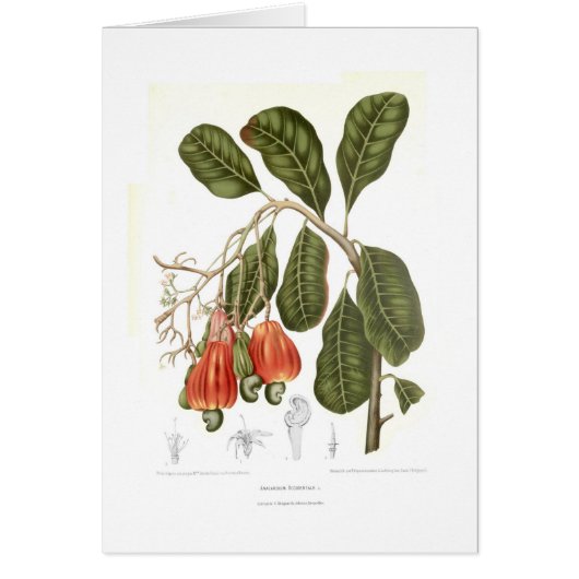 Cashew Cards (Front)