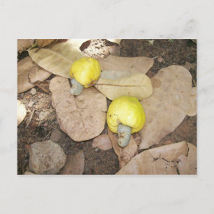 Cashew Fruits, Nigeria Postcard