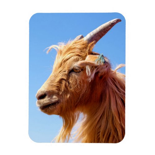 Cashmere Goat Head Detail Magnet