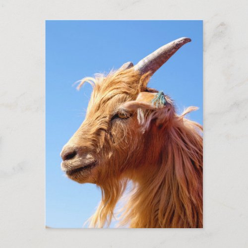 Cashmere Goat Head Detail Postcard