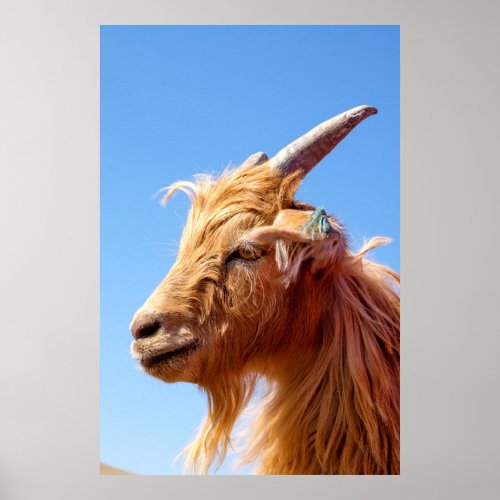 Cashmere Goat Head Detail Poster