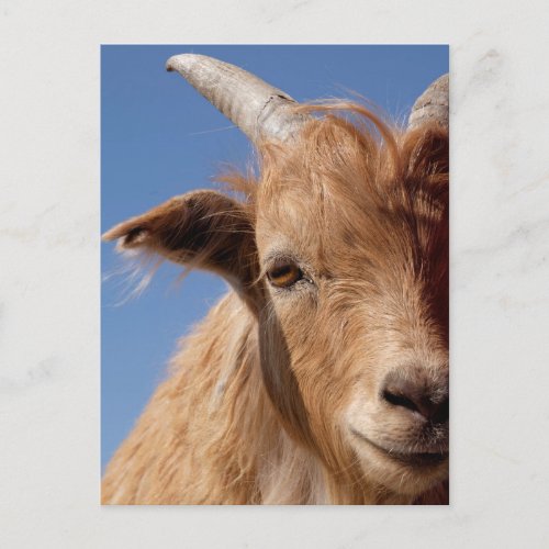 Cashmere Goat Portrait Postcard