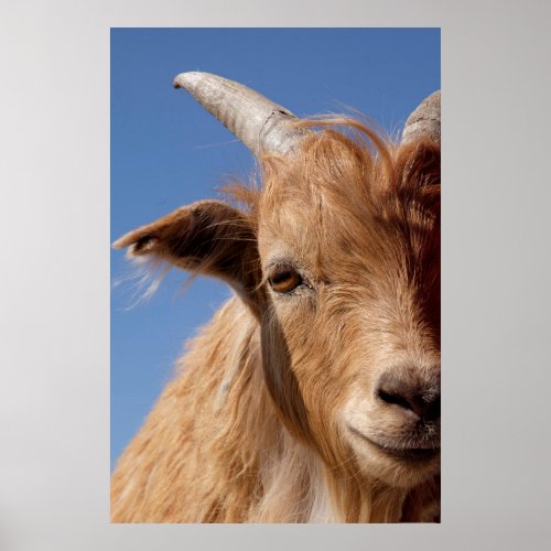 Cashmere Goat Portrait Poster