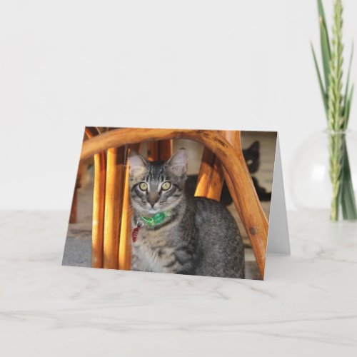 Caspian Adorable Cat Anniversary Card