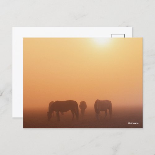 Caspian Ponies Grazing In Mist Sunrise Postcard