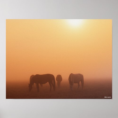 Caspian Ponies Grazing In Mist Sunrise Poster