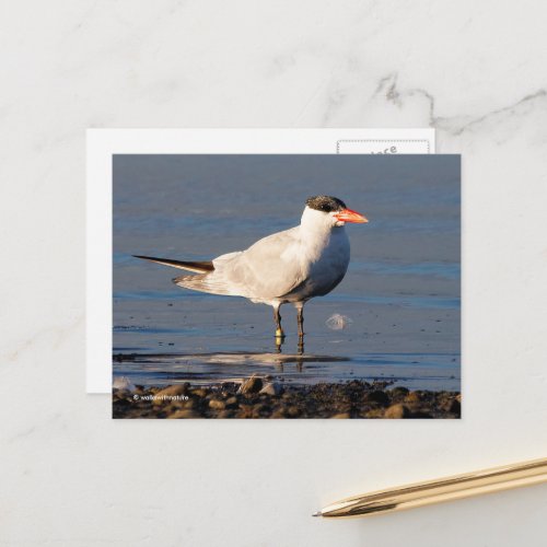 Caspian Tern Seabird at the Beach Postcard