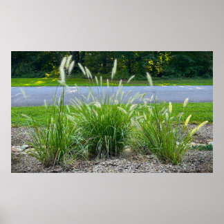 Cassian Fountain Grass, Poster