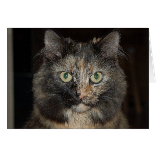 Cassie - Regal Cat Card