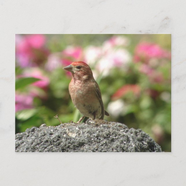 Cassin's Finch Postcard (Front)