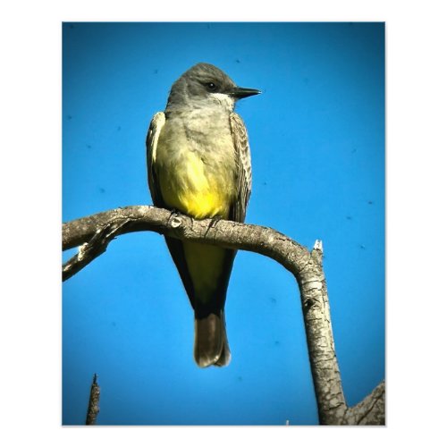 Cassins Kingbird Photo Print