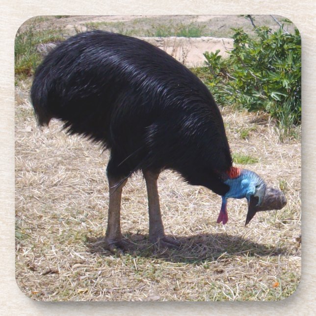 Cassowary Bird Bug Eliminator,   Beverage Coaster (Front)