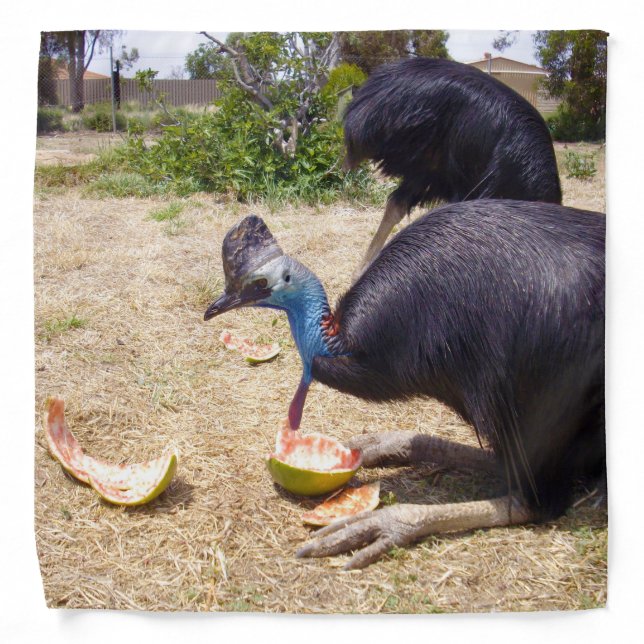 Cassowary Bird Eating Melons,  Bandana (Front)