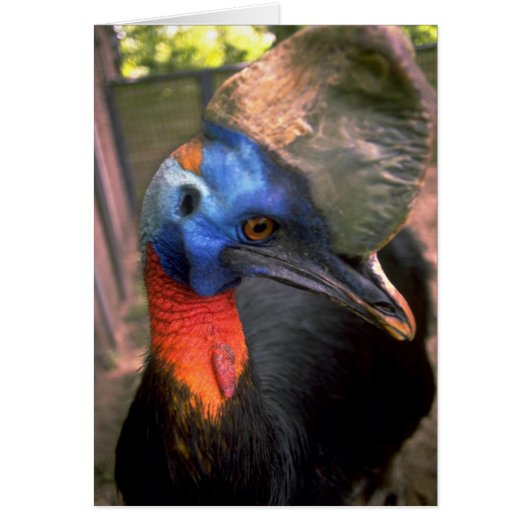 Cassowary Cards (Front)