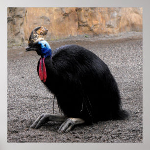 Cassowary in springtime poster