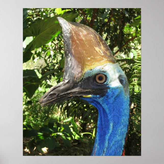 Cassowary Portrait Poster (Front)