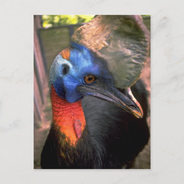 Cassowary Postcard (Front)