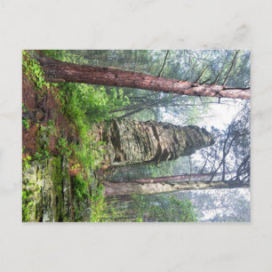 Castellated Mound in State Forest Postcard