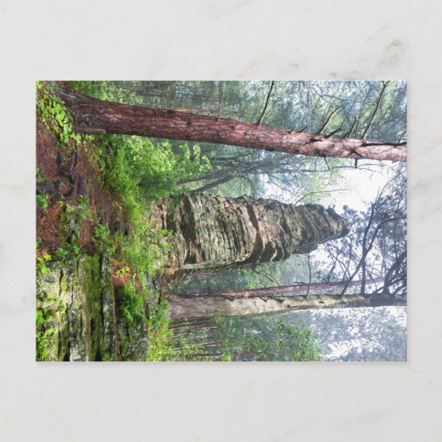 Castellated Mound in State Forest Postcard (Front)