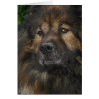 Castle Dog Cards