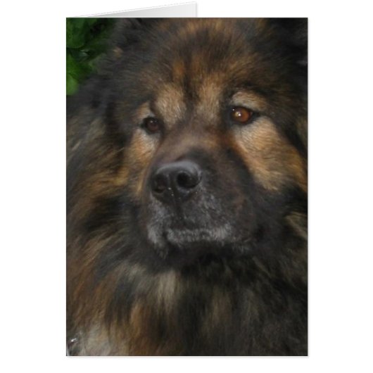 Castle Dog Cards (Front)