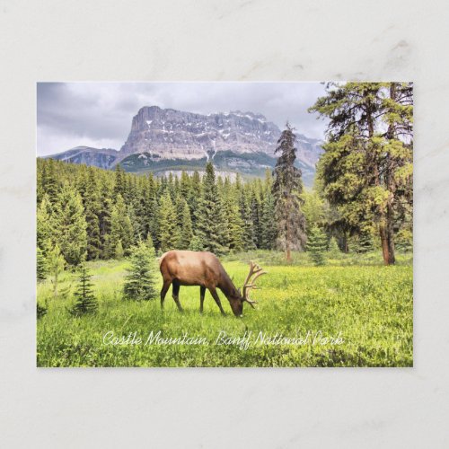 Castle Mountain Banff National Park Postcard