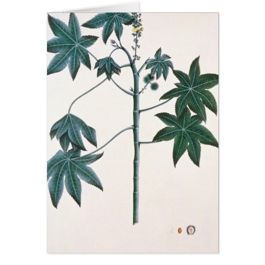 Castor oil plant, c.1801-4 (Front)