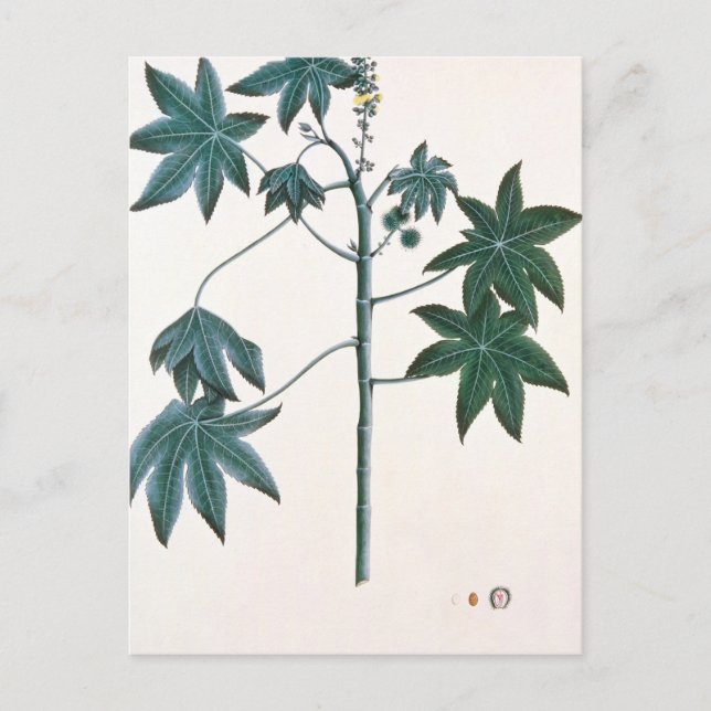 Castor oil plant, c.1801-4 postcard (Front)